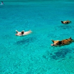 Ionel Istrati isi face de cap in Bahamas. Face baie cu porcii si este inconjurat de multe fete sexi